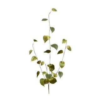 Velvet Ivy Spray