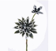 FROSTED/GLT ECHEVERIA PICK INDIGO GRN