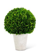 Preserved Boxwood Ball in Whitewashed Pot