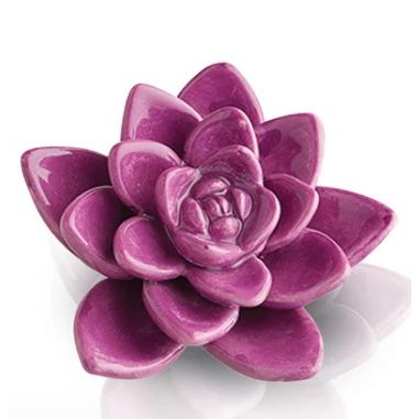Succulent Mini