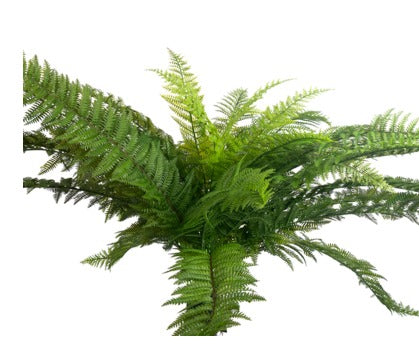 XL FERN