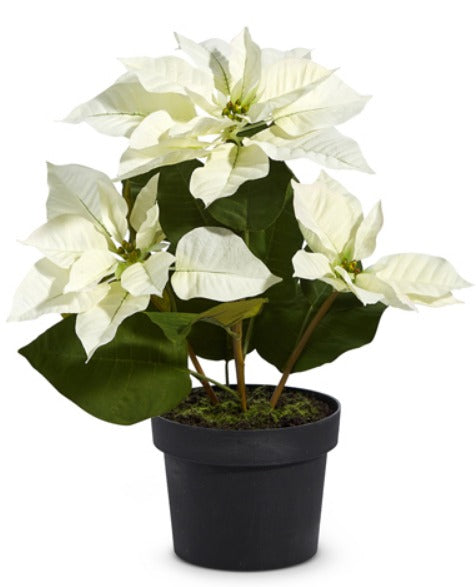 POTTED CLASSIC WHITE POINSETTIA