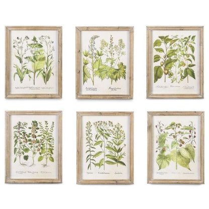 Botanical Prints in Natural Wood Frame