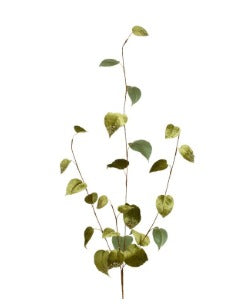Velvet Ivy Spray