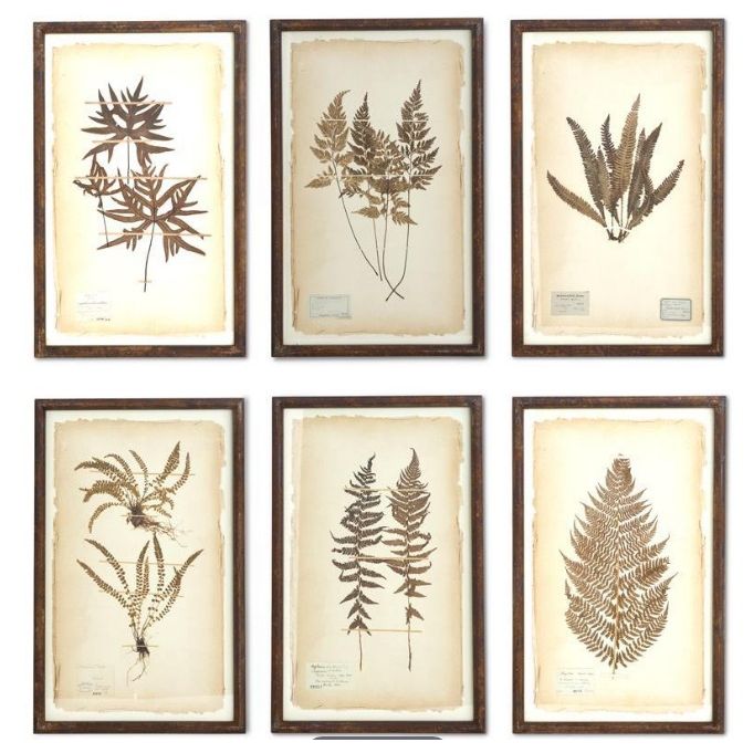 Rusty Metal Framed Dried Fern Botanical Prints