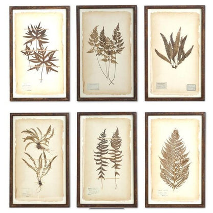 Rusty Metal Framed Dried Fern Botanical Prints