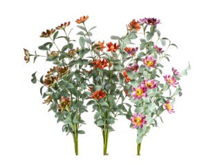 34" COSMOS BNDL