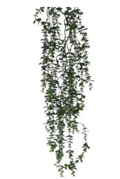 48" HG EUC VINE
