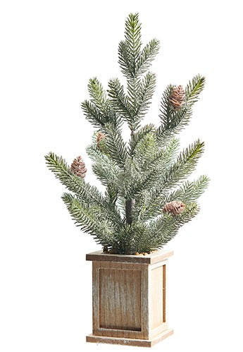 POTTED PINE TREE WITH PINECONES