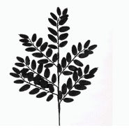 BLACK HONEY LOCUST GLT SPRAY