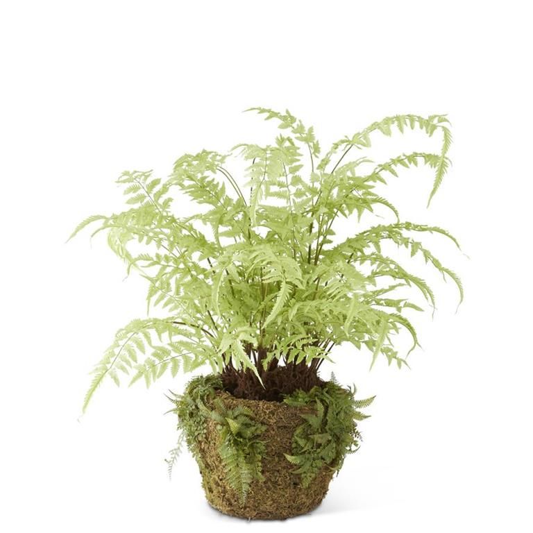 Light Green Fern in Moss Pot