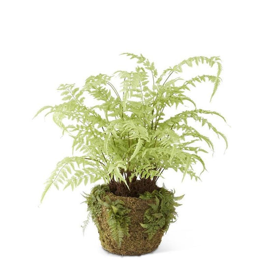 Light Green Fern in Moss Pot