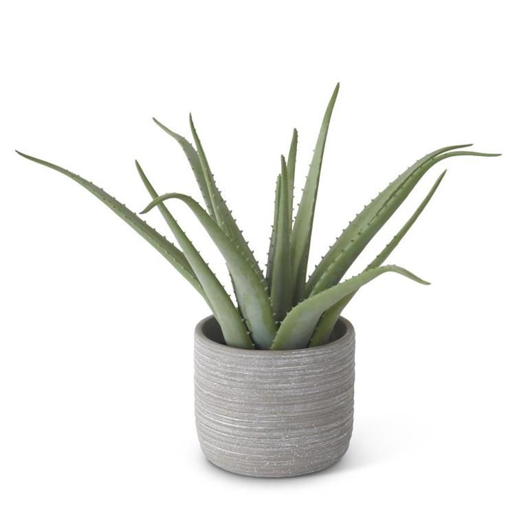 Aloe In Gray Textured Cement Pot