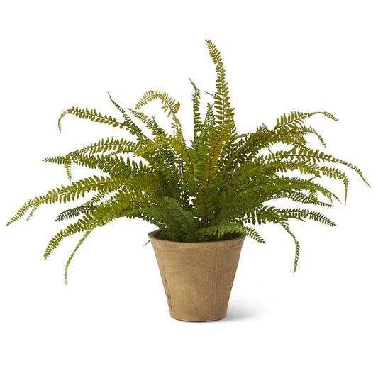 Fern in Cement Pot