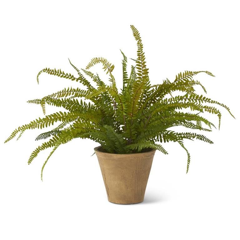 17" Fern in Cement Pot